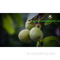 zebrane i przetworzone w górach Yunnan